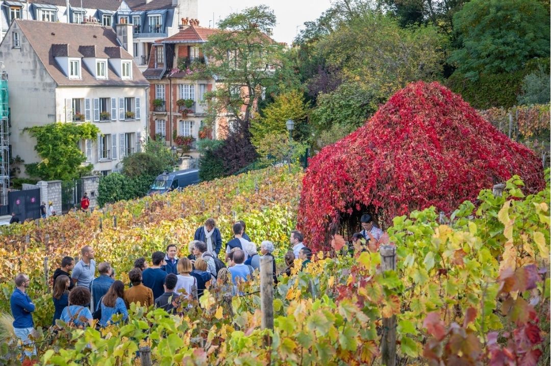 Vine fields monmatrewineharvest 18tharrondissement paris